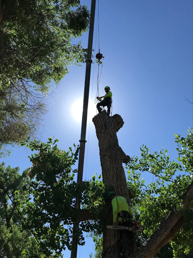 Monster Tree Service of Southeast Denver